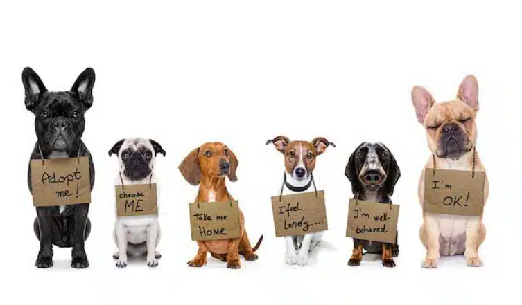 Dog Donut Game Image 1